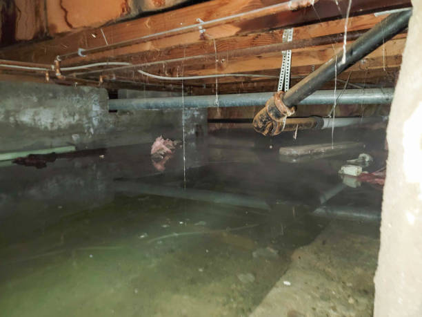 Best Basement water damage restoration  in Byers, CO